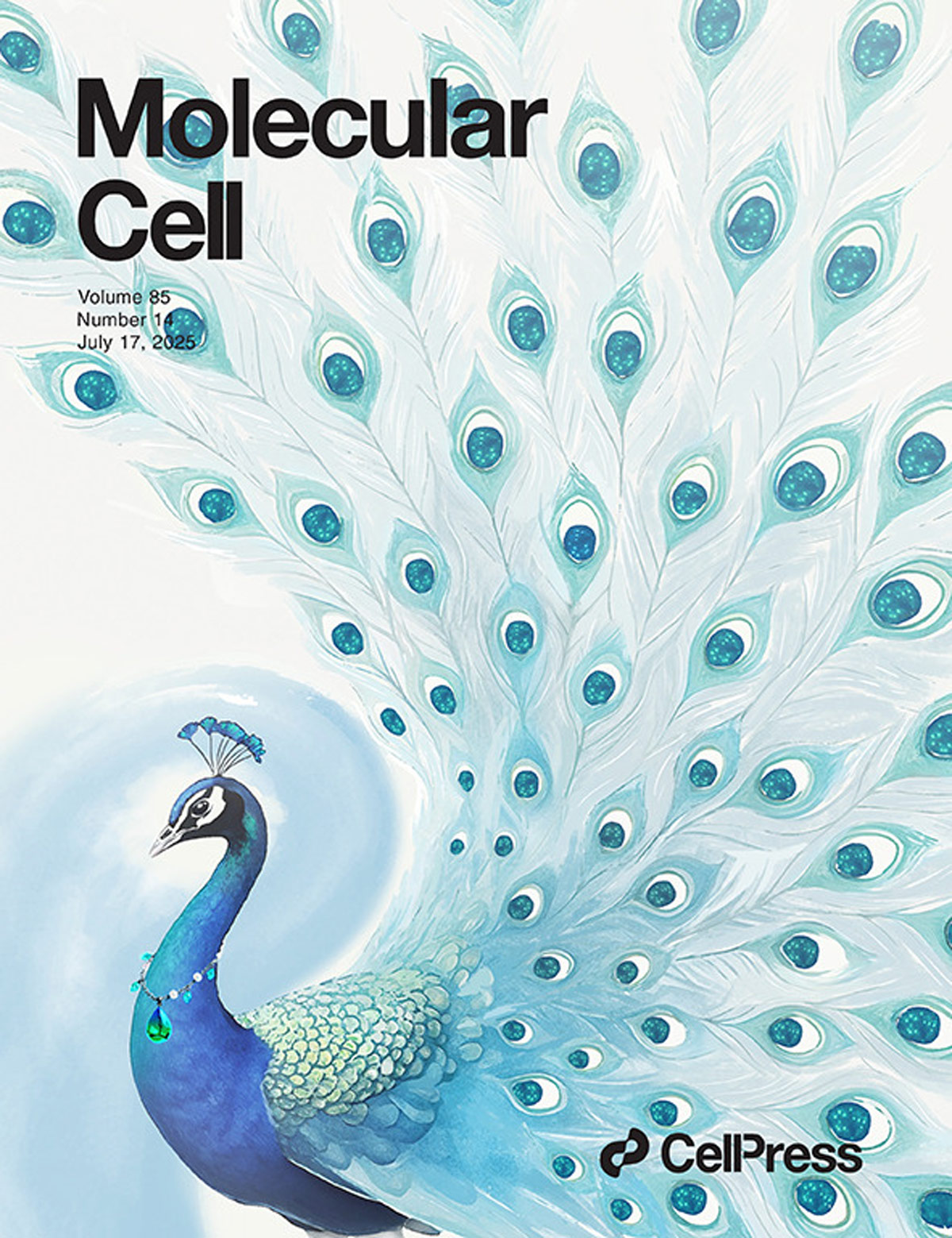 『La portada diseñada apareció en Molecular Cell』¡La modificación del ácido láctico de YTHDC1 abre un nuevo objetivo para el tratamiento del cáncer de riñón!
