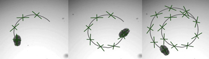 Conoce a AggreBots: los diminutos robots vivientes, diseñados a partir de células pulmonares humanas.